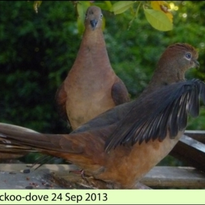 Macropygia phasianella (Brown Cuckoo-dove) at Merimbula, NSW - 23 Sep 2013 by HeatherMeek