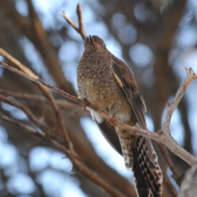 Cacomantis flabelliformis (Fan-tailed Cuckoo) at Eden, NSW - 6 Jan 2014 by kelpie