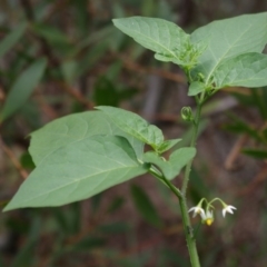 Solanum nodiflorum (Glossy Nightshade) at Bermagui, NSW - 3 Feb 2014 by robndane