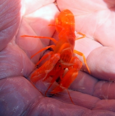 Alpheus villosus (Hairy Snapping Shrimp) at Eden, NSW - 20 Sep 2013 by MichaelMcMaster