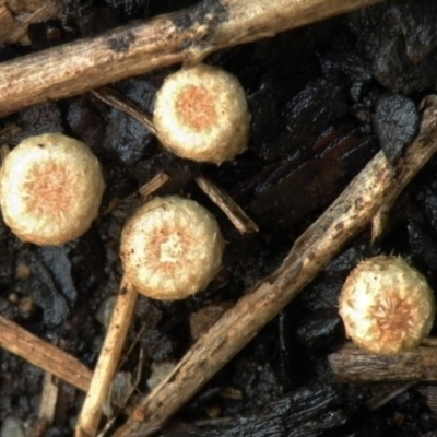 Nidula emodensis (Nidula emodensis) at Bermagui, NSW - 25 Feb 2014 by robndane