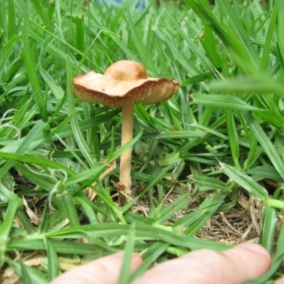 Marasmius oreades (Fairy-ring Champignon) at Wolumla, NSW - 22 Mar 2012 by PatriciaDaly