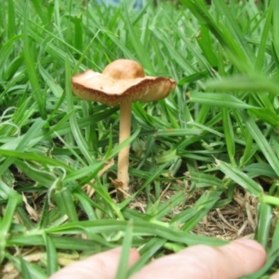 Marasmius oreades (Fairy-ring Champignon) at Wolumla, NSW - 21 Mar 2012 by PatriciaDaly