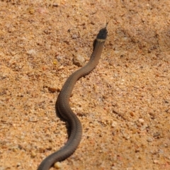Drysdalia rhodogaster (Mustard-bellied Snake) at Boydtown, NSW - 21 Mar 2014 by jackstar61
