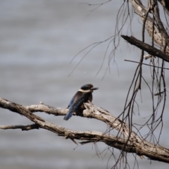 Todiramphus sanctus (Sacred Kingfisher) at Eden, NSW - 8 Mar 2014 by kelpie