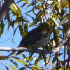 Oriolus sagittatus (Olive-backed Oriole) at Merimbula, NSW - 28 Sep 2013 by HeatherMeek