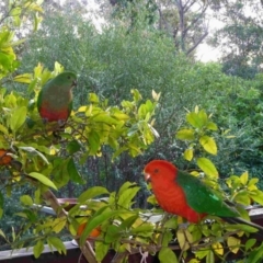 Alisterus scapularis (Australian King-Parrot) at Merimbula, NSW - 27 Sep 2013 by HeatherMeek