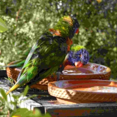 Trichoglossus moluccanus (Rainbow Lorikeet) at Merimbula, NSW - 25 Sep 2013 by HeatherMeek