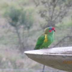 Glossopsitta concinna (Musk Lorikeet) at Wolumla, NSW - 20 Apr 2014 by PatriciaDaly