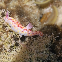 Ceratosoma amoenum (Clown Nudibranch) at Wallaga Lake, NSW - 18 Jan 2012 by pennybeaer