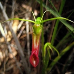 Cryptostylis subulata (Cow Orchid) at Wonboyn North, NSW - 24 Dec 2011 by MichaelMcMaster