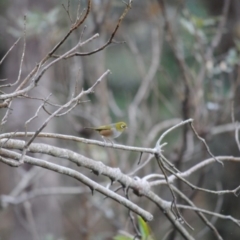 Zosterops lateralis (Silvereye) at Eden, NSW - 22 May 2014 by kelpie