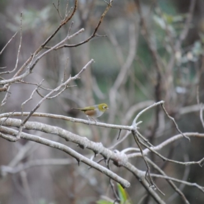 Zosterops lateralis (Silvereye) at Eden, NSW - 22 May 2014 by kelpie