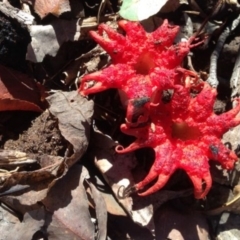 Aseroe rubra (Anemone Stinkhorn) at Wolumla, NSW - 6 Jun 2014 by PatriciaDaly