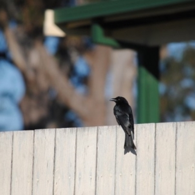 Dicrurus bracteatus (Spangled Drongo) at Eden, NSW - 11 Jun 2014 by kelpie