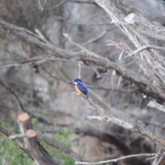 Ceyx azureus (Azure Kingfisher) at Eden, NSW - 12 Jun 2014 by kelpie