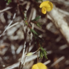 Pultenaea pedunculata (Matted Bush-pea) at Bournda, NSW - 20 Sep 1992 by robndane