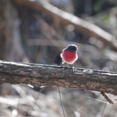 Petroica rosea (Rose Robin) at Eden, NSW - 16 Jun 2014 by kelpie