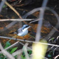 Myiagra inquieta (Restless Flycatcher) at Eden, NSW - 18 Jun 2014 by kelpie