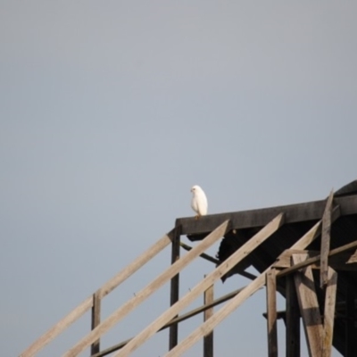 Tachyspiza novaehollandiae (Grey Goshawk) at Pambula Preschool - 19 Jun 2014 by kelpie