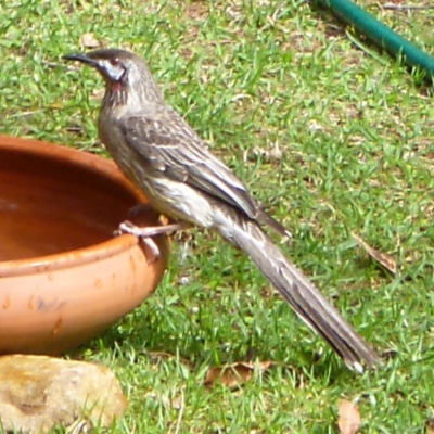 Anthochaera carunculata (Red Wattlebird) at Merimbula, NSW - 6 Oct 2013 by HeatherMeek