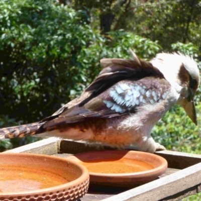 Dacelo novaeguineae (Laughing Kookaburra) at Merimbula, NSW - 2 Dec 2012 by HeatherMeek