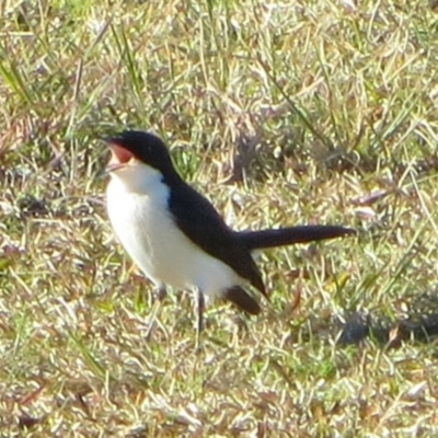 Myiagra inquieta (Restless Flycatcher) at Bermagui, NSW - 8 Jul 2014 by robndane