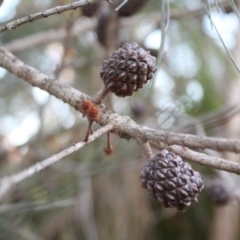 Allocasuarina littoralis (Black She-oak) at Bournda, NSW - 16 Jul 2014 by S.Douglas