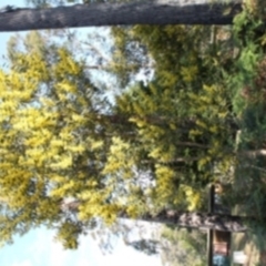 Acacia longifolia subsp. longifolia (sallow or Sydney golden wattle) at Bournda, NSW - 21 Jul 2014 by S.Douglas
