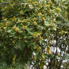Pittosporum revolutum (Large-fruited Pittosporum) at Bournda, NSW - 4 Aug 2014 by S.Douglas
