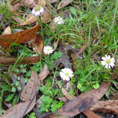 Lagenophora stipitata (Common Lagenophora) at Bournda, NSW - 6 Aug 2014 by S.Douglas