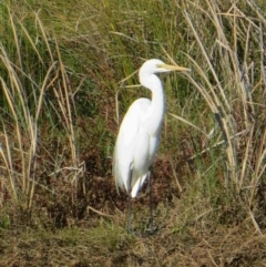 Ardea alba (Great Egret) at Bermagui, NSW - 5 Aug 2014 by robndane