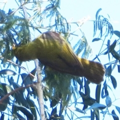 Manorina melanophrys (Bell Miner) at Eden, NSW - 8 Aug 2014 by robndane