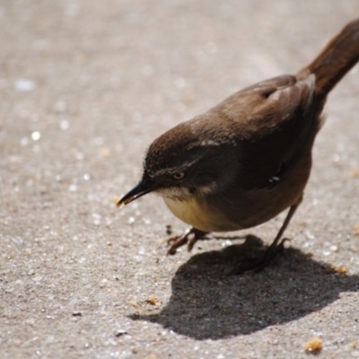 Sericornis frontalis (White-browed Scrubwren) at Eden, NSW - 31 Aug 2014 by kelpie