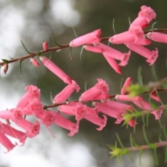 Epacris impressa (Common Heath) at Bournda, NSW - 8 Sep 2014 by S.Douglas