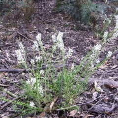 Stackhousia monogyna (Creamy Candles) at Bournda, NSW - 9 Sep 2014 by S.Douglas