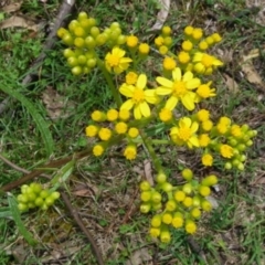 Senecio linearifolius (Fireweed Groundsel, Fireweed) at Bournda, NSW - 9 Sep 2014 by S.Douglas