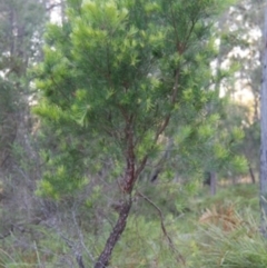 Persoonia linearis (Narrow-leaved Geebung) at Bournda, NSW - 9 Sep 2014 by S.Douglas