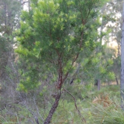 Persoonia linearis (Narrow-leaved Geebung) at Bournda, NSW - 10 Sep 2014 by S.Douglas