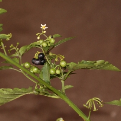 Solanum nodiflorum (Glossy Nightshade) at Bournda, NSW - 11 Sep 2014 by S.Douglas