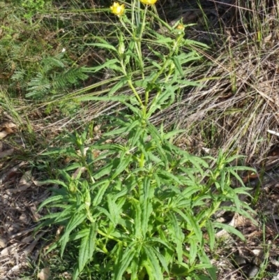 Xerochrysum bracteatum (Golden Everlasting) at Bournda, NSW - 10 Sep 2014 by S.Douglas