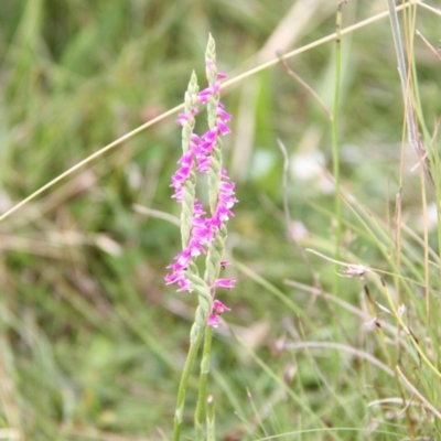 Spiranthes australis (Austral Ladies Tresses) at Bournda, NSW - 10 Sep 2014 by S.Douglas