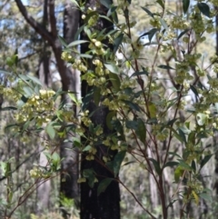 Dodonaea triquetra (Large-leaf Hop-Bush) at Bournda, NSW - 11 Sep 2014 by S.Douglas