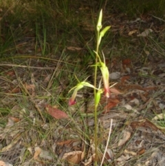 Cryptostylis subulata (Cow Orchid) at Bournda, NSW - 10 Sep 2014 by S.Douglas