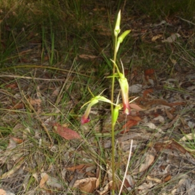 Cryptostylis subulata (Cow Orchid) at Bournda, NSW - 10 Sep 2014 by S.Douglas