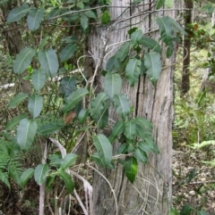 Leichhardtia rostrata (Milk Vine) at Bournda, NSW - 12 Sep 2014 by S.Douglas