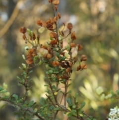 Bursaria spinosa subsp. spinosa (Blackthorn, Boxthorn) at Bournda, NSW - 12 Sep 2014 by S.Douglas