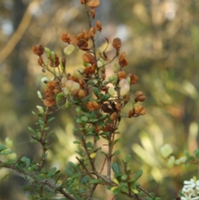 Bursaria spinosa subsp. spinosa (Blackthorn, Boxthorn) at Bournda, NSW - 11 Sep 2014 by S.Douglas