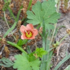 Modiola caroliniana (Red-flowered Mallow) at Bournda, NSW - 12 Sep 2014 by S.Douglas