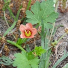 Modiola caroliniana (Red-flowered Mallow) at Bournda, NSW - 11 Sep 2014 by S.Douglas